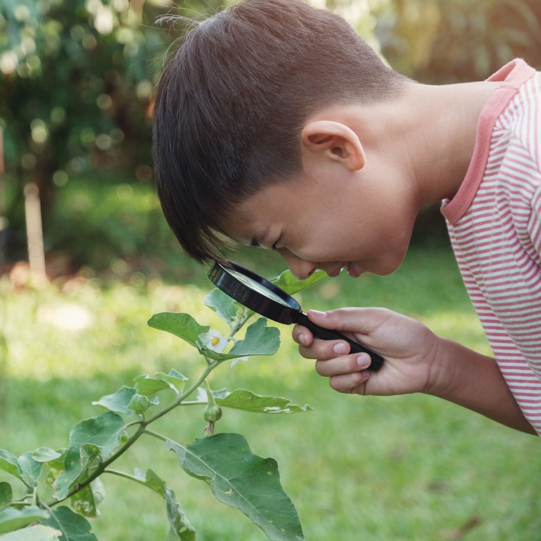 child studying leaf